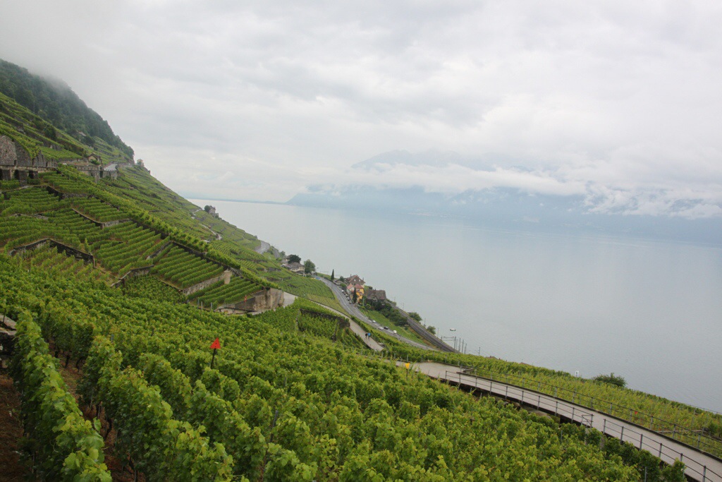 Les vignobles de Lavaux,&nbsp;Suisse