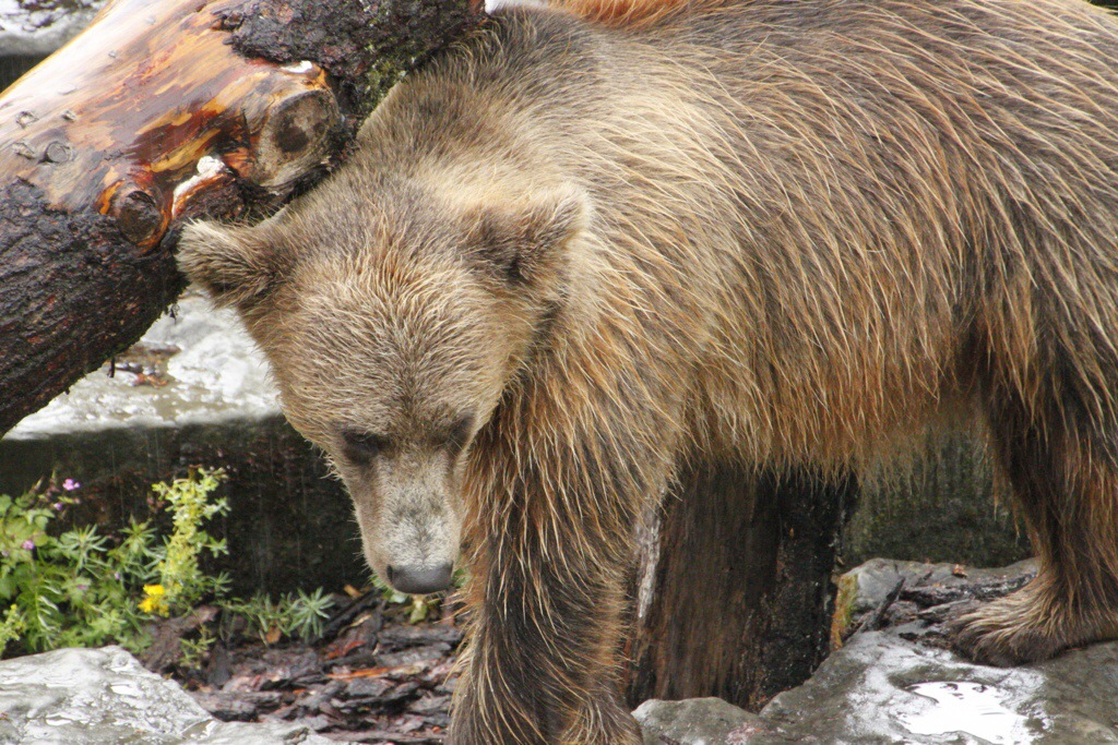 Berne et ses ours,&nbsp;Suisse