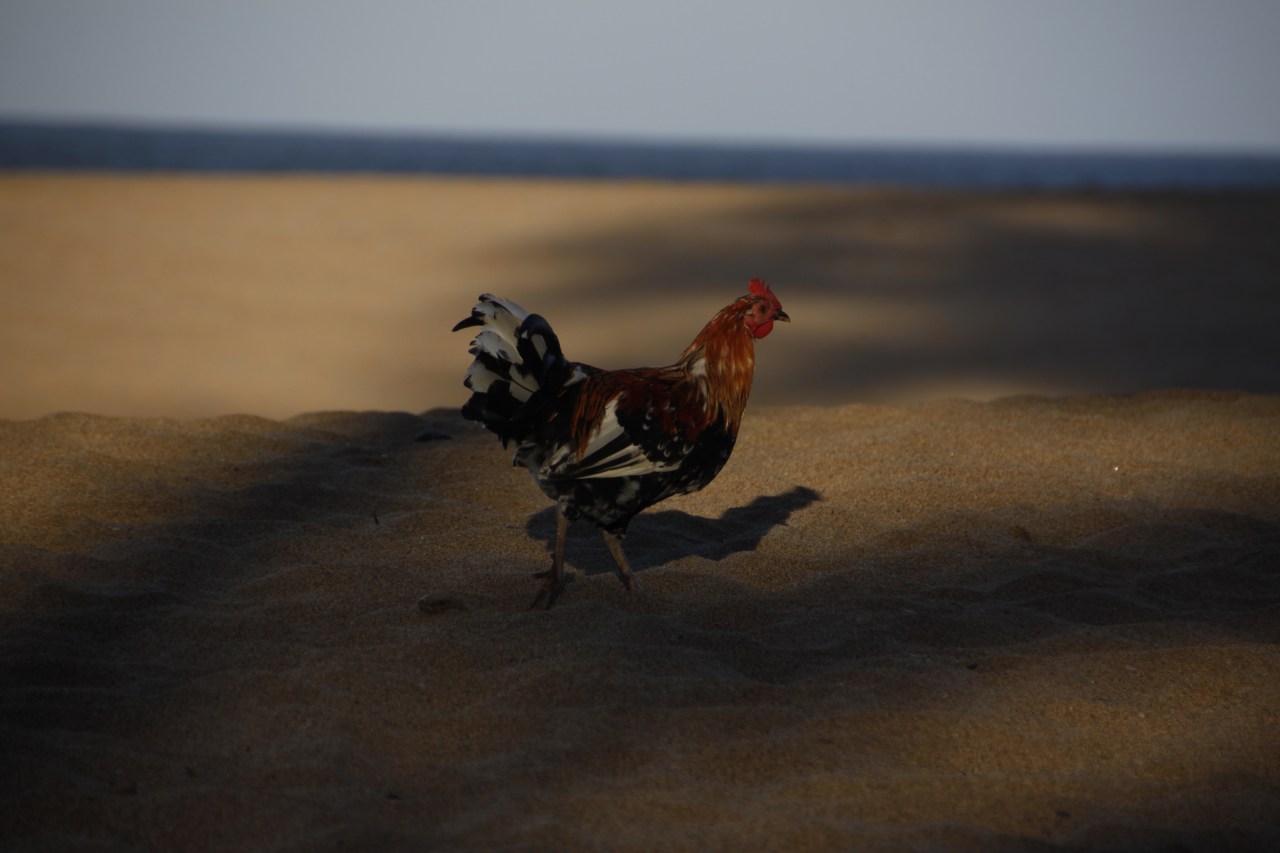 Kauai, poulets en&nbsp;fuite,Hawaii