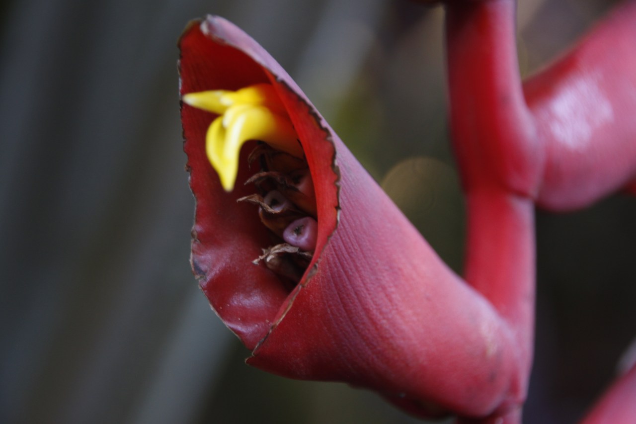 Hawaii Tropical Botanical Garden, Big Island,&nbsp;Hawaii