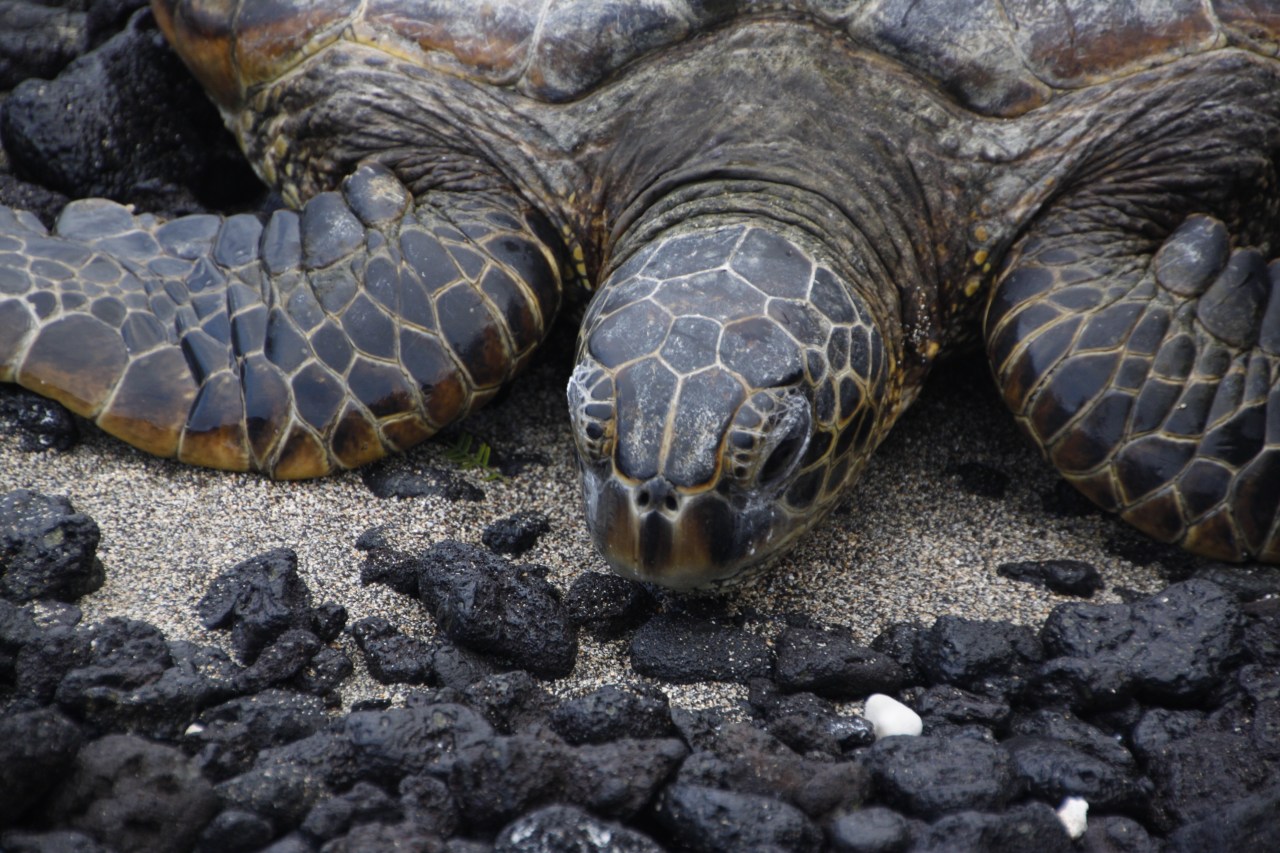 Anaeho&rsquo;omalu Beach Park, Big Island,&nbsp;Hawaii