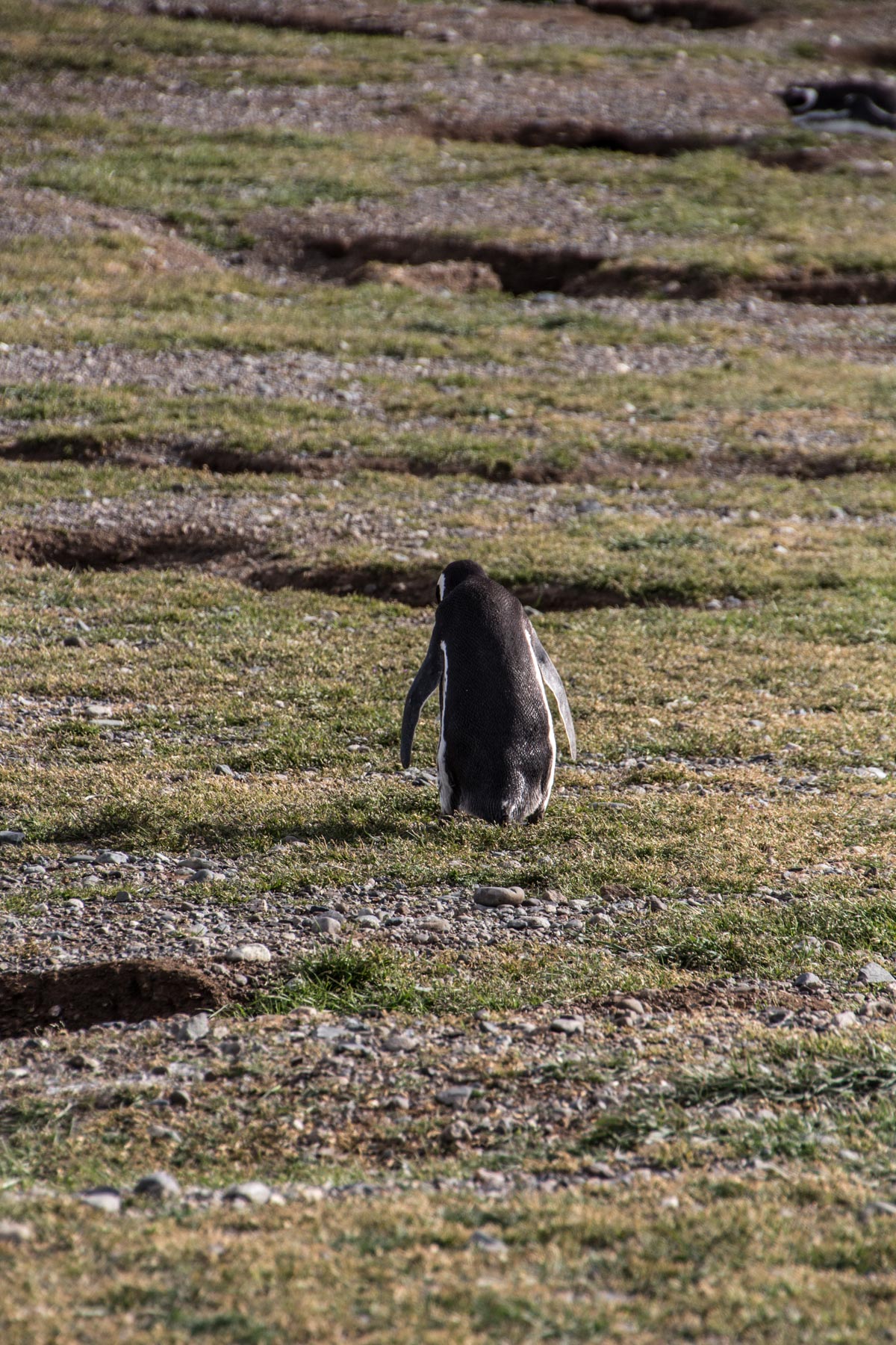 Isla Magdalena, Patagonie,&nbsp;Chili