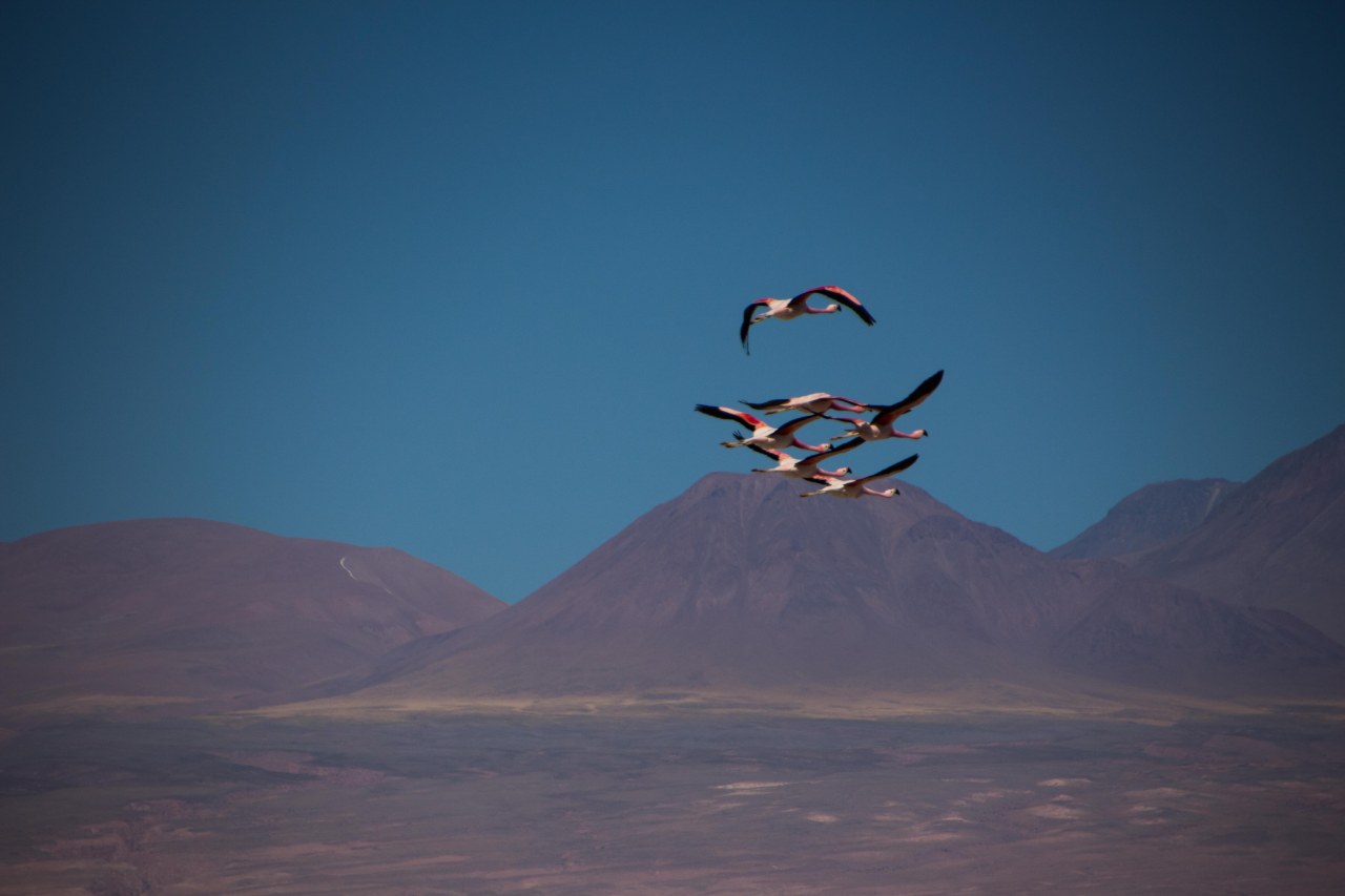 Salar d&rsquo;Atacama, Chili
